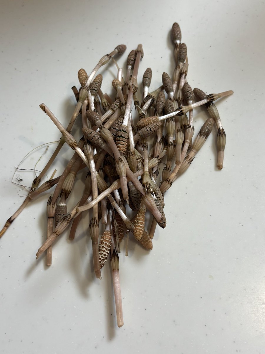 elaphus sumatran tweet media