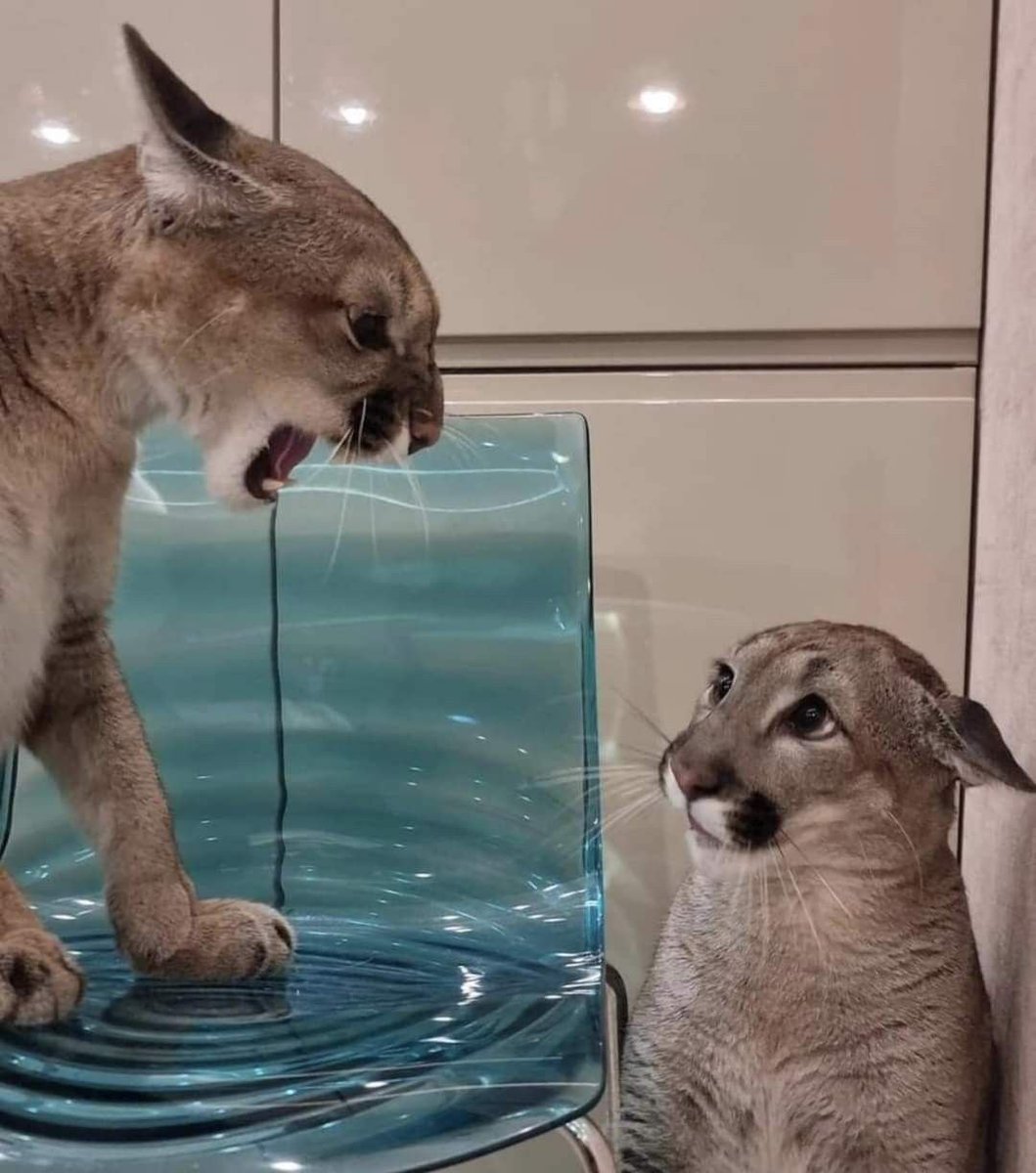 suri 🔜 TFF tweet media