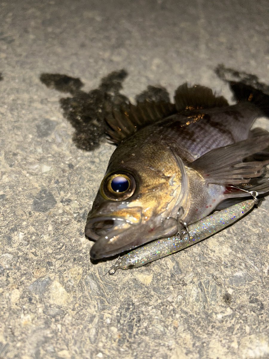 ori310Seabass's tweet photo. imaミッション#3
スモールプラグ3種でキャッチのコンプリートを目指し港湾部へメバル釣行🎣
結果、5種ルアーでキャッチ🐟
状況変化の中レンジやリトリーブを試行錯誤。引出しを増やす勉強にもなりました✨
#アムズデザイン
#imaミッション
#コレット45
#Qoop45
#メバカーム
#コスケ35
#Miniel35 https://t.co/4nGEEzFDeC