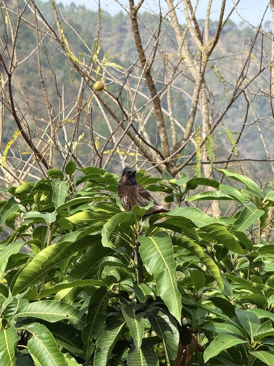 Tripti Naithani #पहाड़ी tweet media