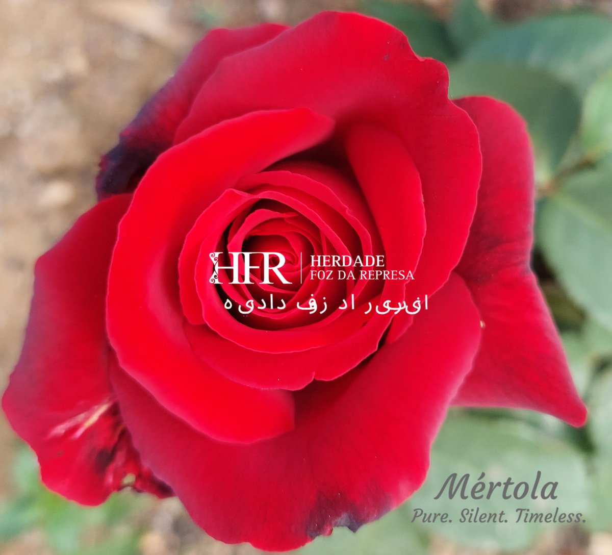 HerdadeFozdaRep's tweet image. Love, beauty, fragility, and resilience

HerdadeFozDaRepresa.com 

#Todo #Mértola