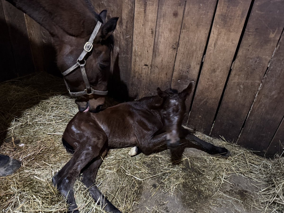 Britt Wadsworth tweet media