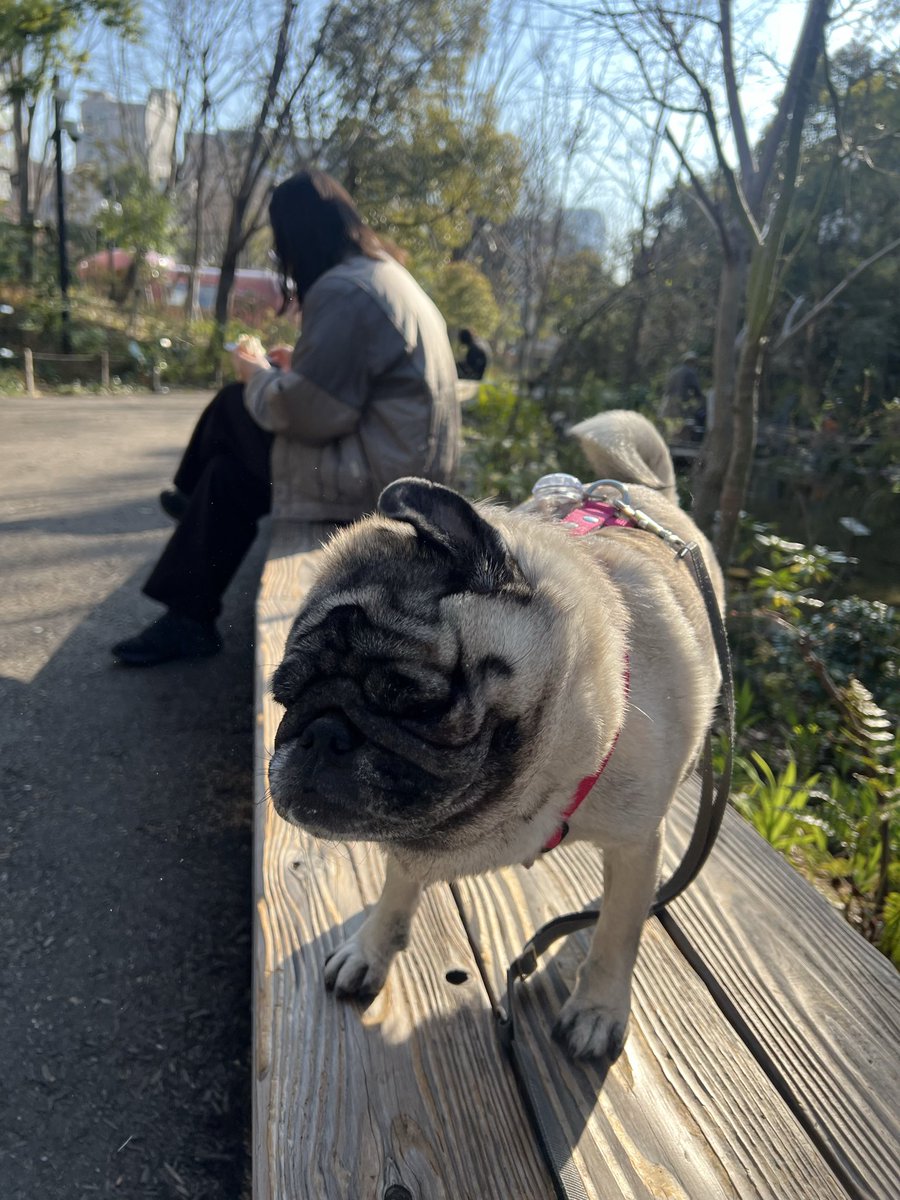 ミニブタのあぽこちぃ tweet media