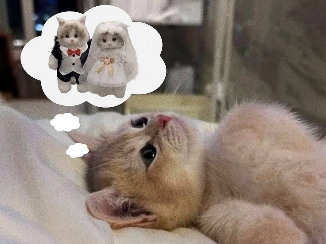 MitaoCatCS tweet media