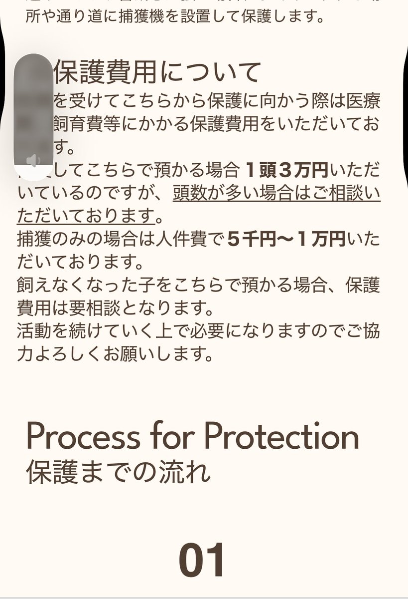 保護猫かふぇ かぎしっぽ tweet media