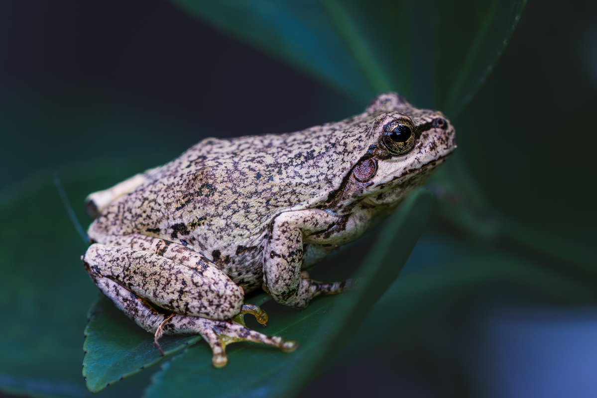 𝕣𝕪𝕦𝕥𝕒 RS Photographie tweet media