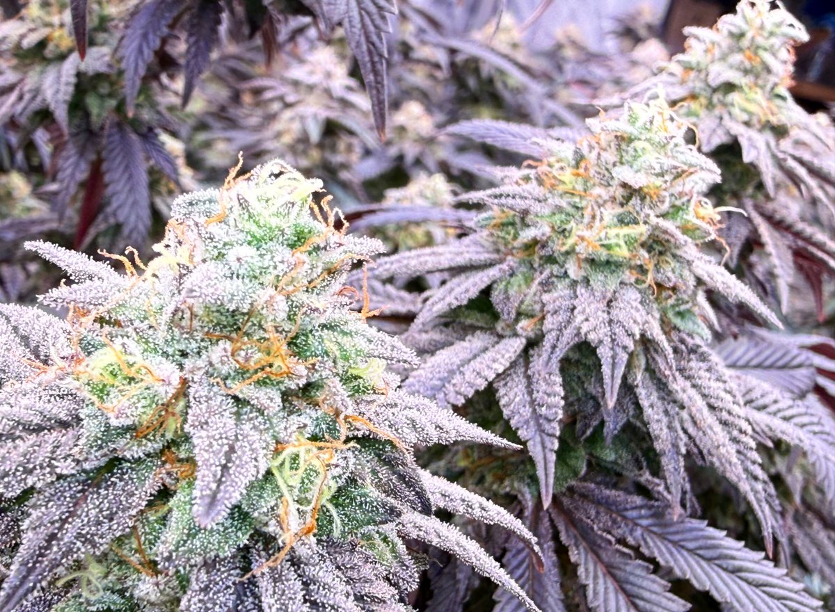 Novelty Gift Seed🌱 tweet media