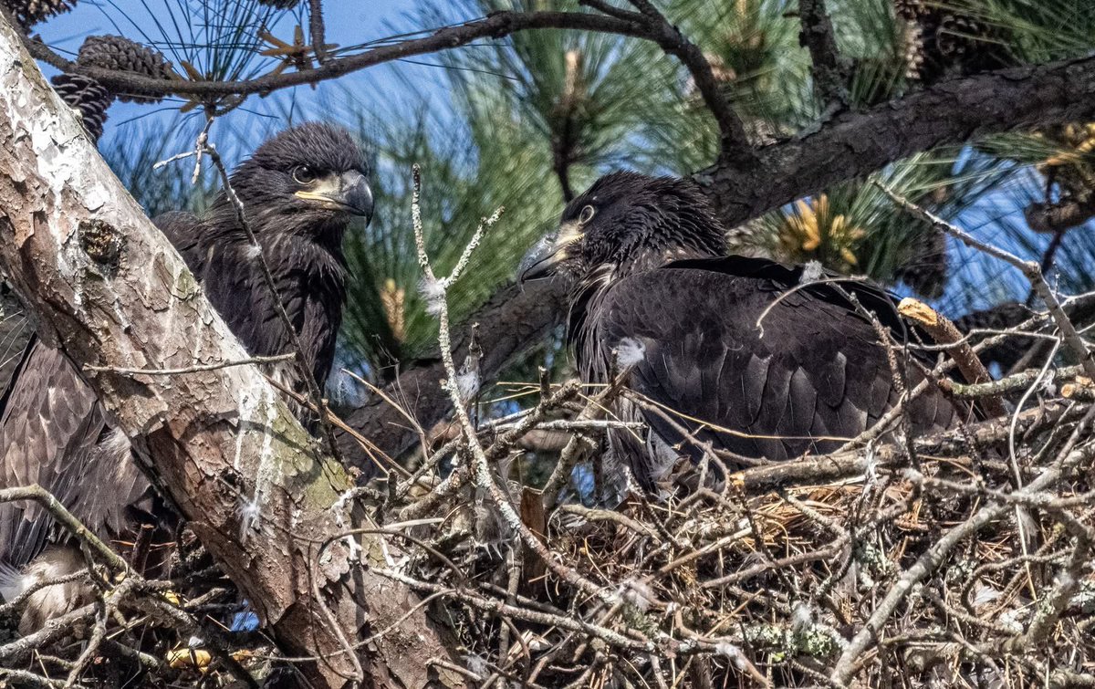 Ruby 🇺🇸 tweet media