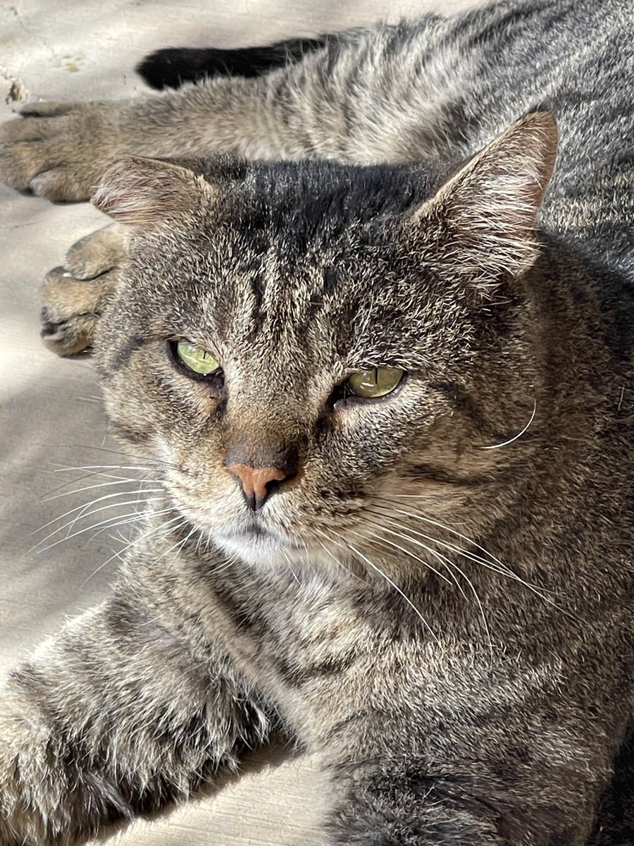 Jennifer 🟥🔴🧙‍♀️🦉🐈‍⬛ 🦖 tweet media