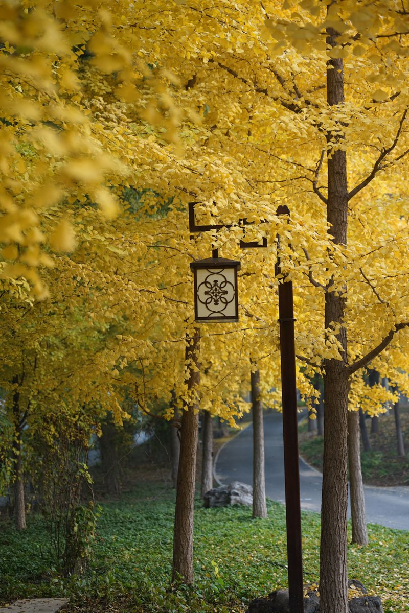 rafael castillo tweet media