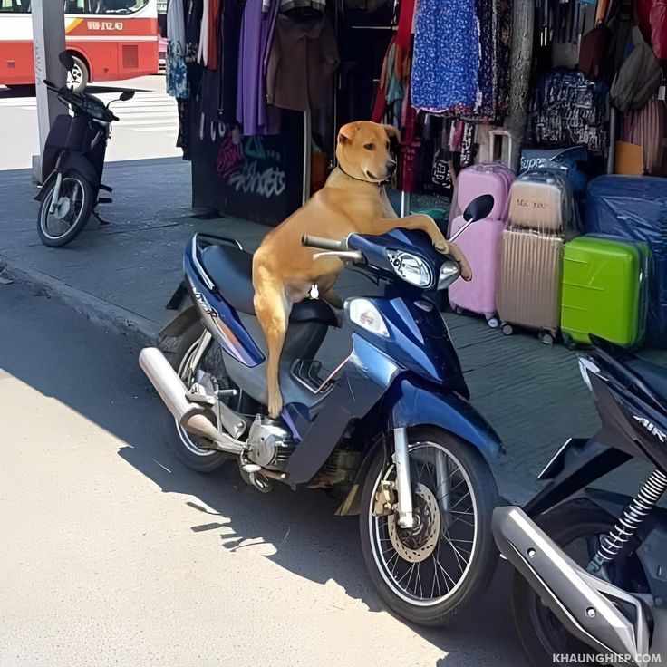 Dawood🇰🇪🇸🇦 tweet media