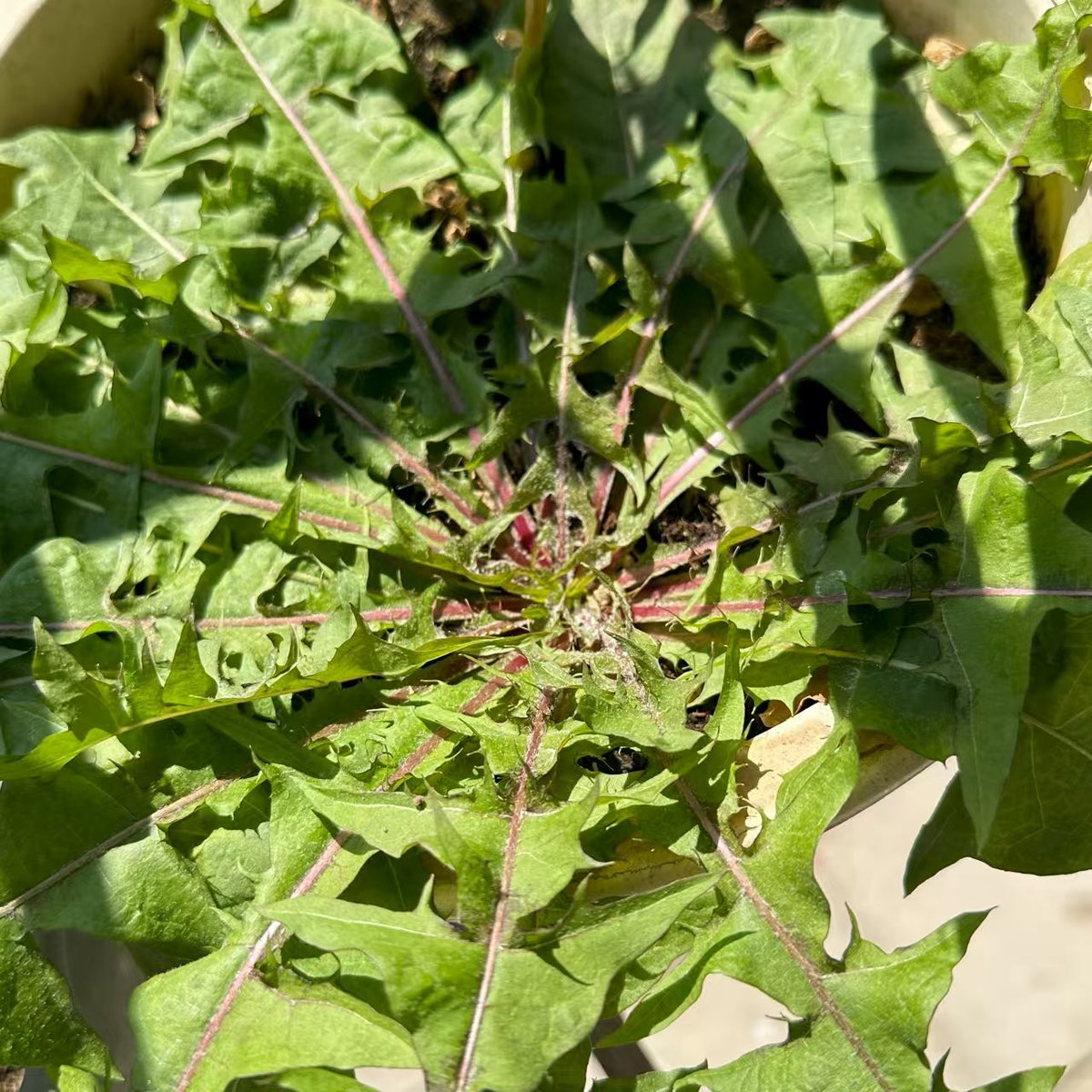 @奔波而霸 tweet media