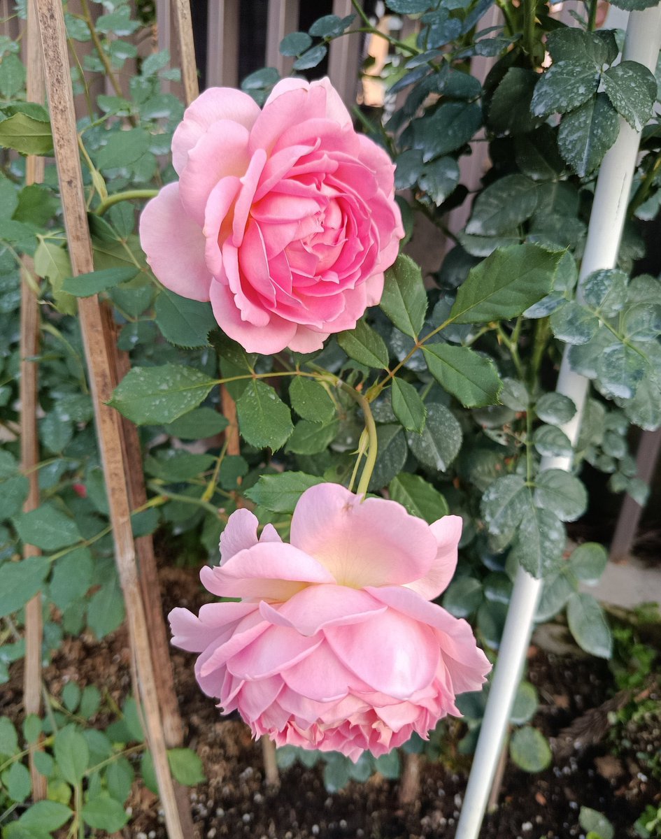 JajeeMallige's tweet photo. And nature
Whispered
In the
Sound of silence π€«
#wednesdayrose
#theme_pic_India_flowers https://t.co/3LhA5gfy2H