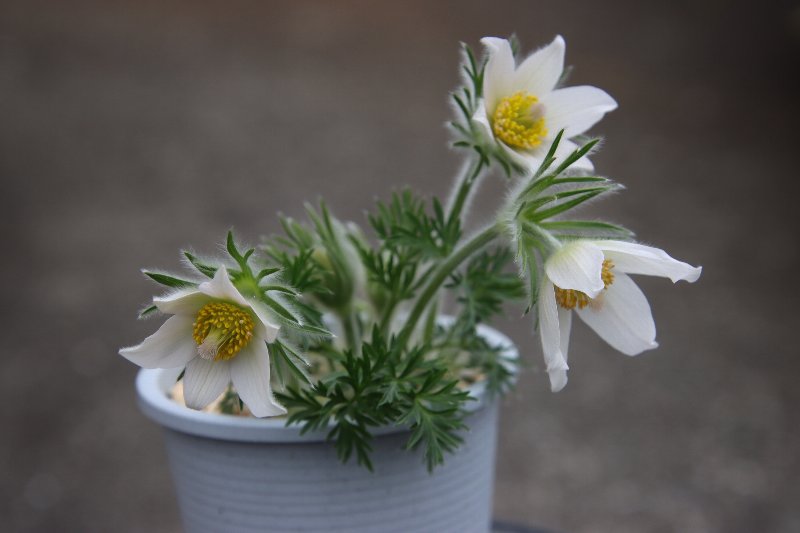 珈琲・紅茶の店　　アルベロ tweet media