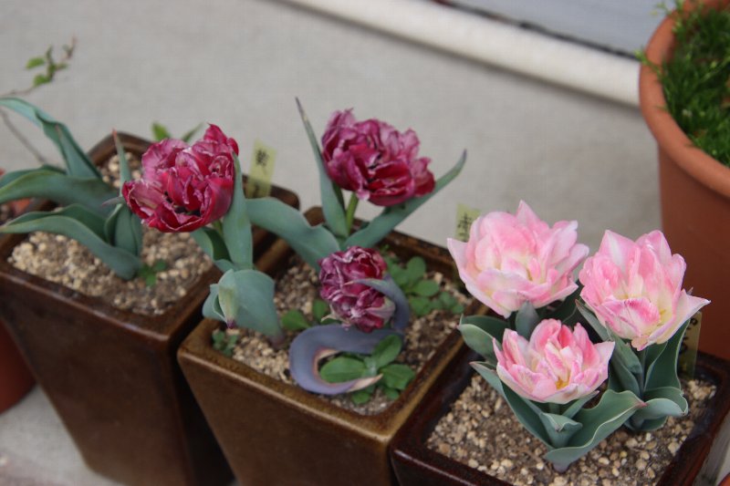 珈琲・紅茶の店　　アルベロ tweet media