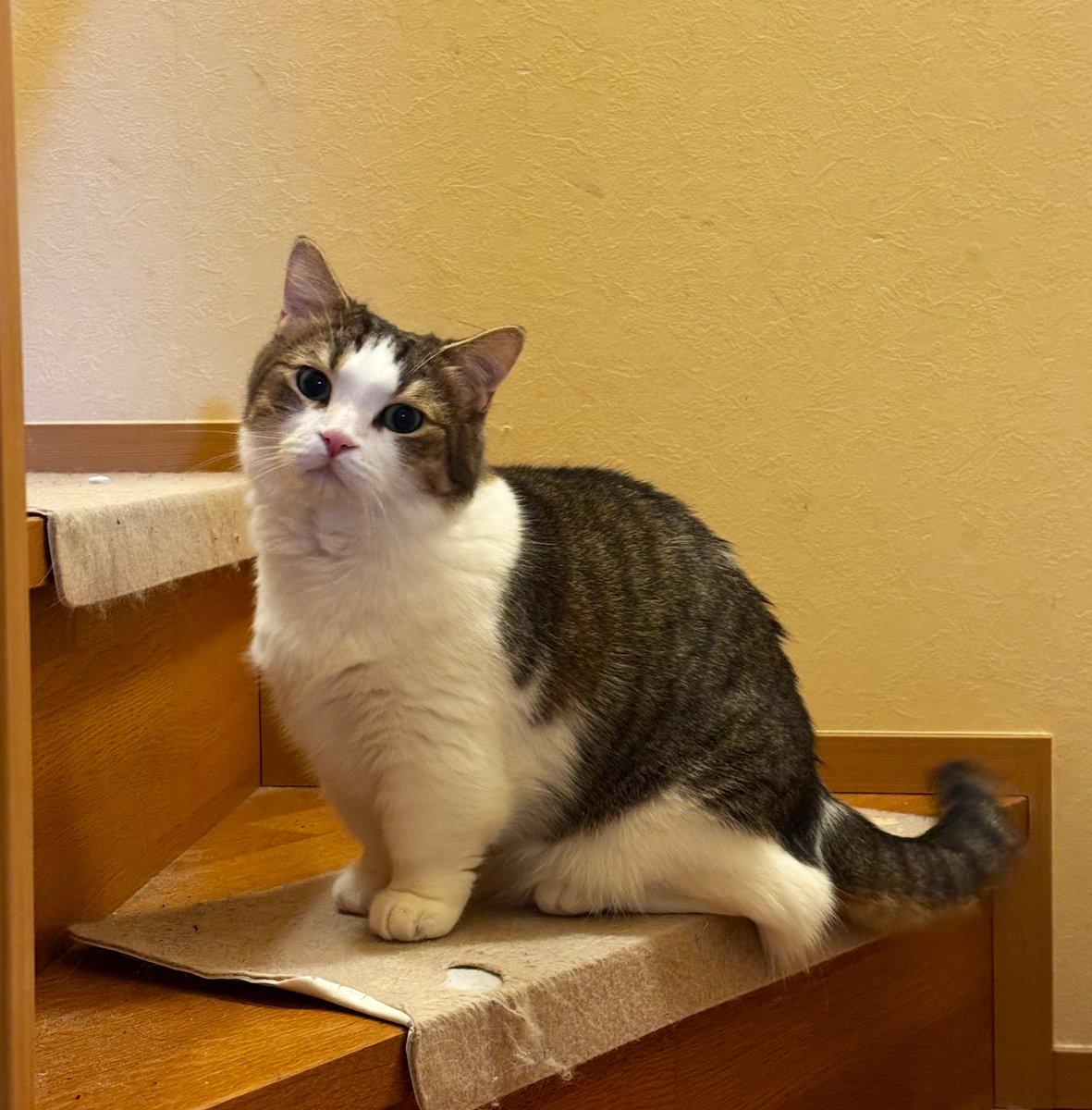 ふたみ tweet media