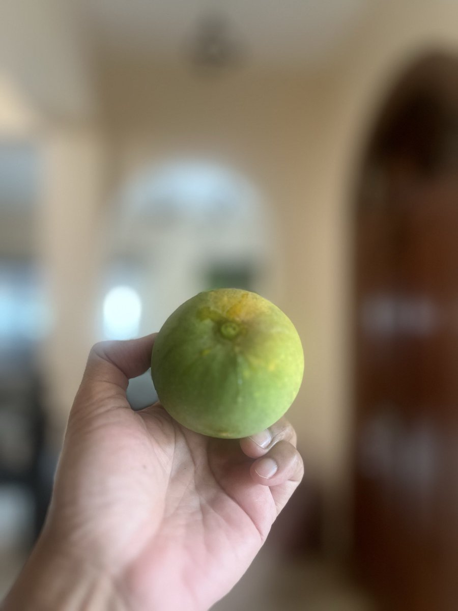 NitinNaik5's tweet image. Finally our tree is flowering #Goa #mango