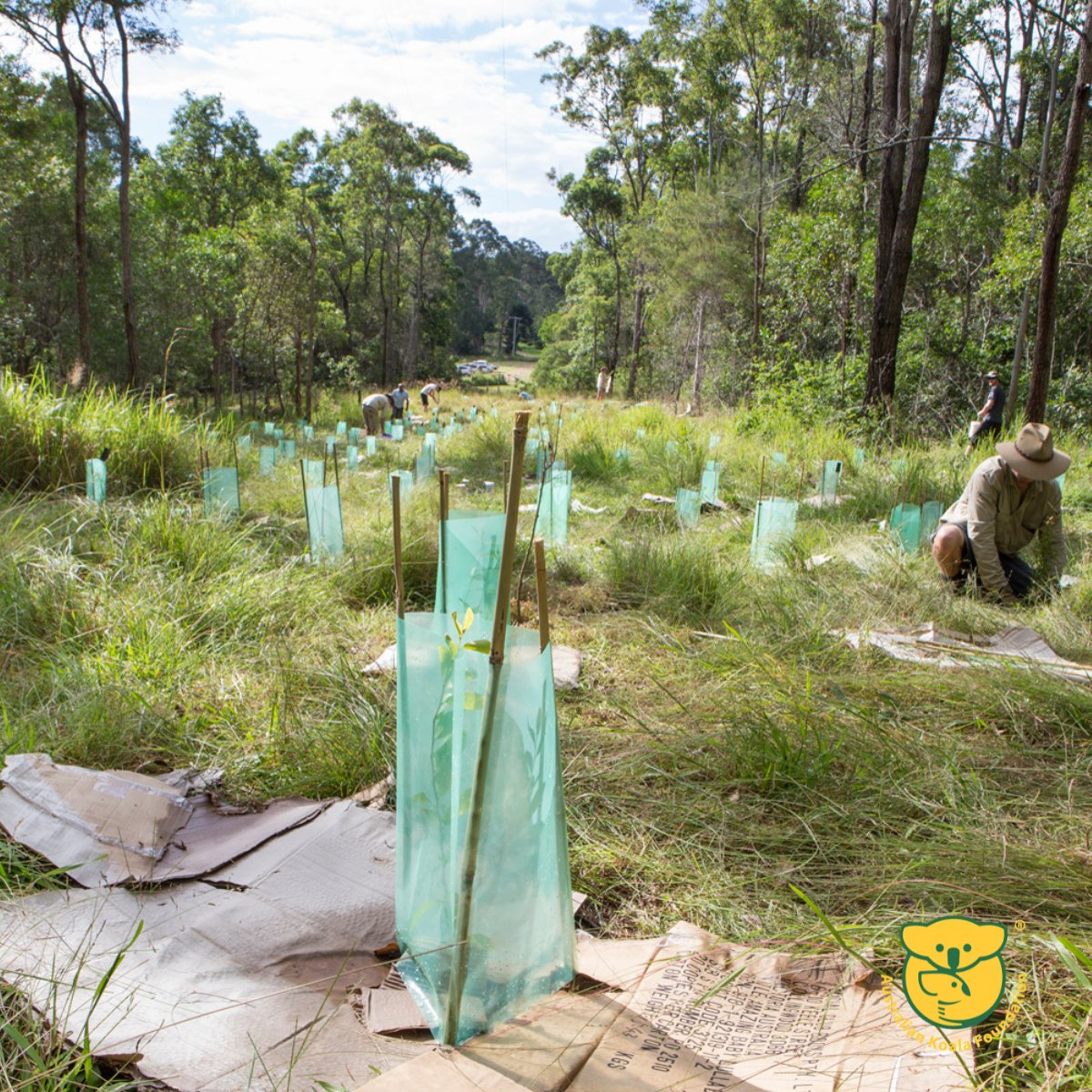 Save the Koala (AKF) tweet media