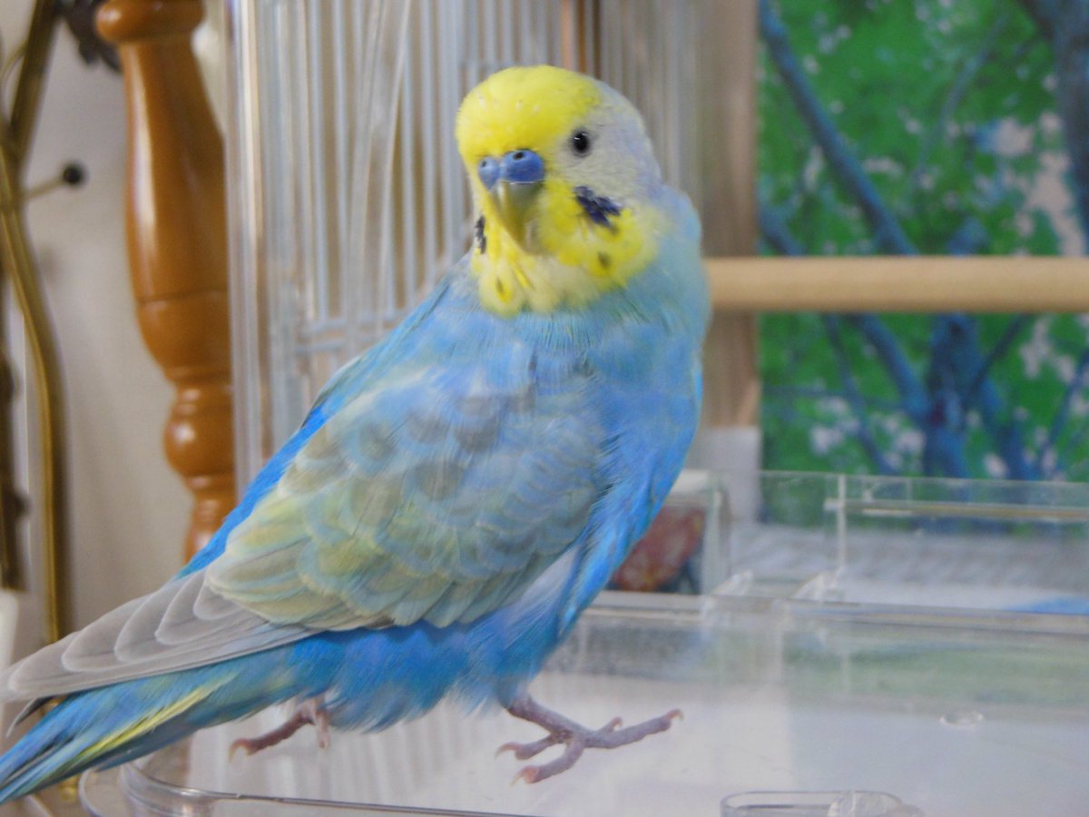 鳥子 (@AuX50FOm42ABDJX) / Posts / X