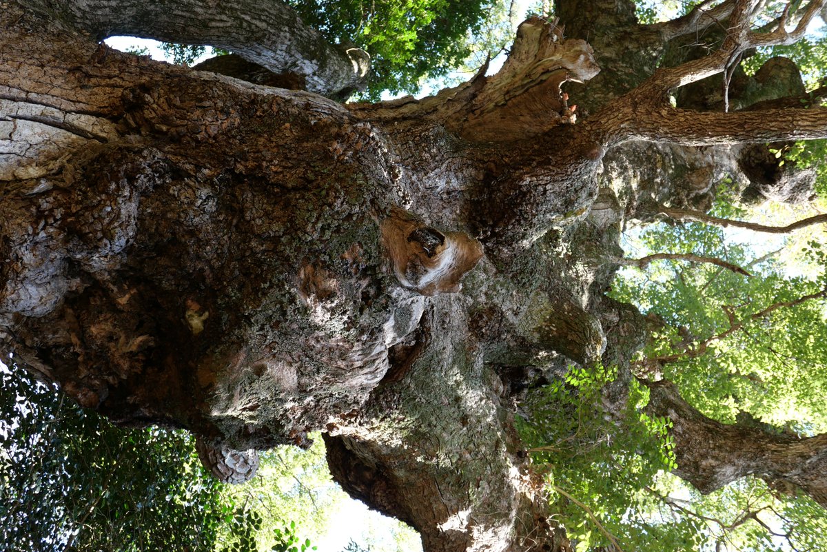 「小山慶一郎のアンノウン・ゾーン」〜封印されたニッポンの禁足地～【公式】 tweet media