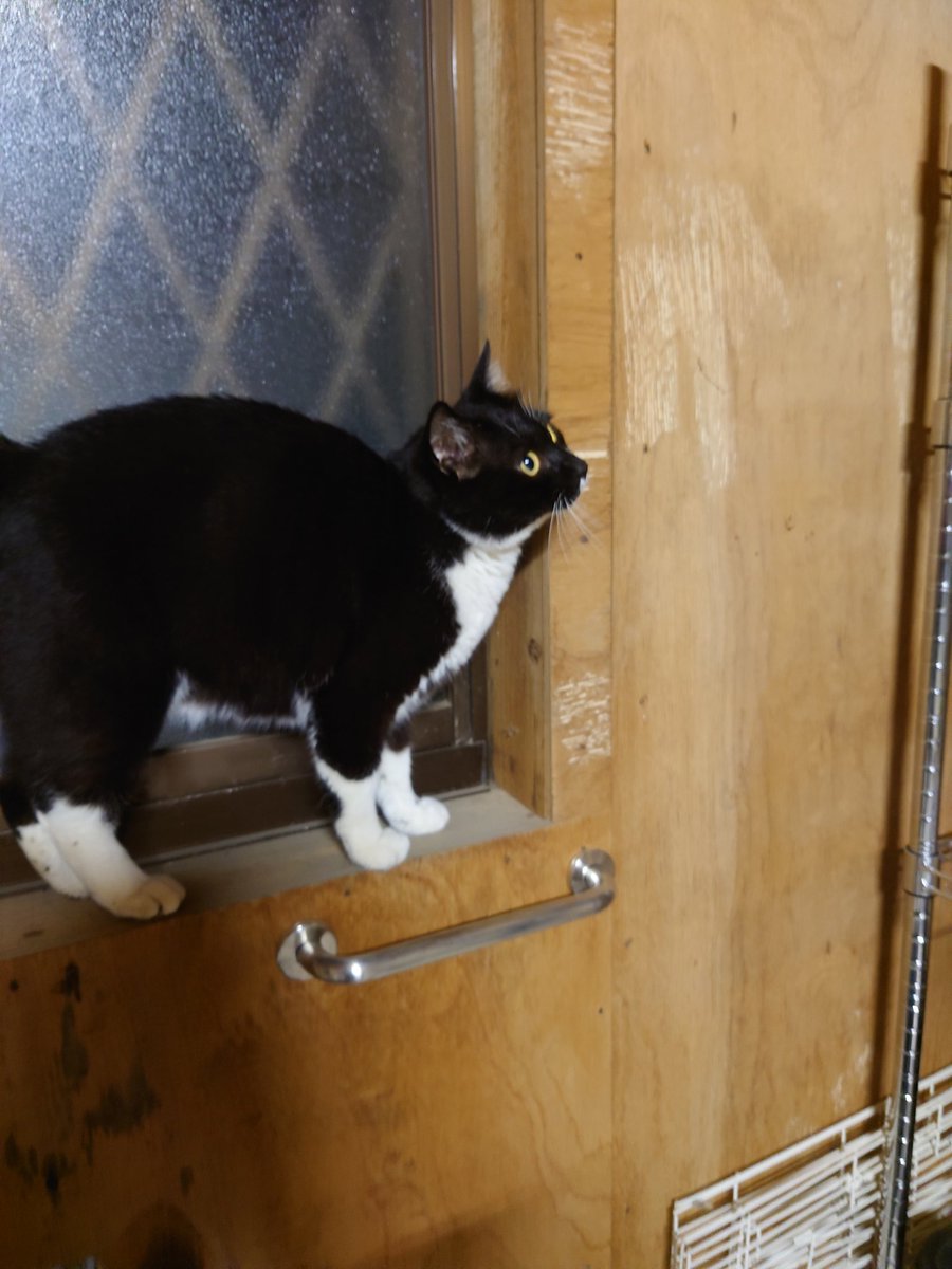 埼玉県羽生市弥勒付近で2023年12月5日から迷子になってしまった愛猫『まめ』探しています。
捜索を続けていますが、発見に至っておりません。
似たような柄の猫を目撃、保護されている方はお手数ですが、こちらのアカウントまで連絡をお願い致します。#埼玉県　#羽生市　#拡散希望　#迷子猫