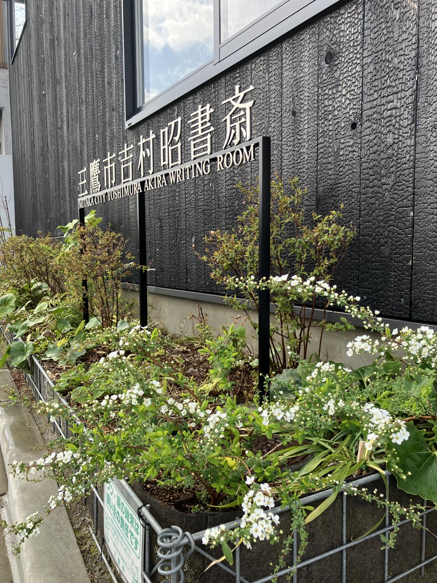 YoshimuraMitaka's tweet photo. ＼庭便り／
施設内、ユキヤナギがあちらこちらに咲いています。ボケの蕾が膨らみ始め、春の兆しが感じられます。そして、暖かい光に包まれるとジンチョウゲの良い香りが書斎を取り囲み、穏やかな時間を過ごすことができます。

#花 #庭 #書斎 #吉村昭 https://t.co/KyfbThvFvJ
