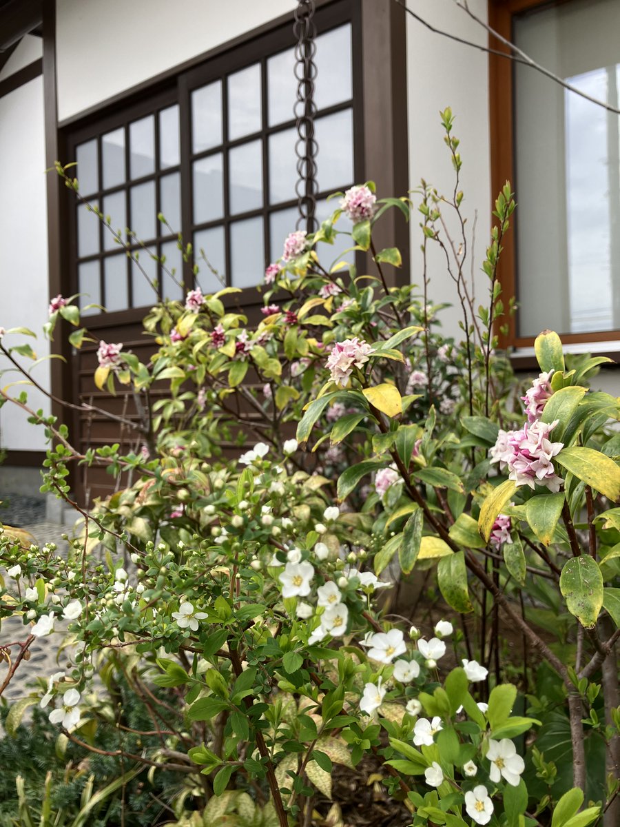 YoshimuraMitaka's tweet photo. ＼庭便り／
施設内、ユキヤナギがあちらこちらに咲いています。ボケの蕾が膨らみ始め、春の兆しが感じられます。そして、暖かい光に包まれるとジンチョウゲの良い香りが書斎を取り囲み、穏やかな時間を過ごすことができます。

#花 #庭 #書斎 #吉村昭 https://t.co/KyfbThvFvJ
