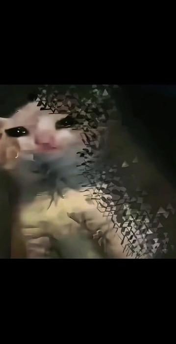 魚粥好吃 tweet media