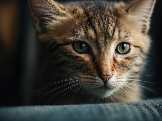 Casey Rathbone tweet media