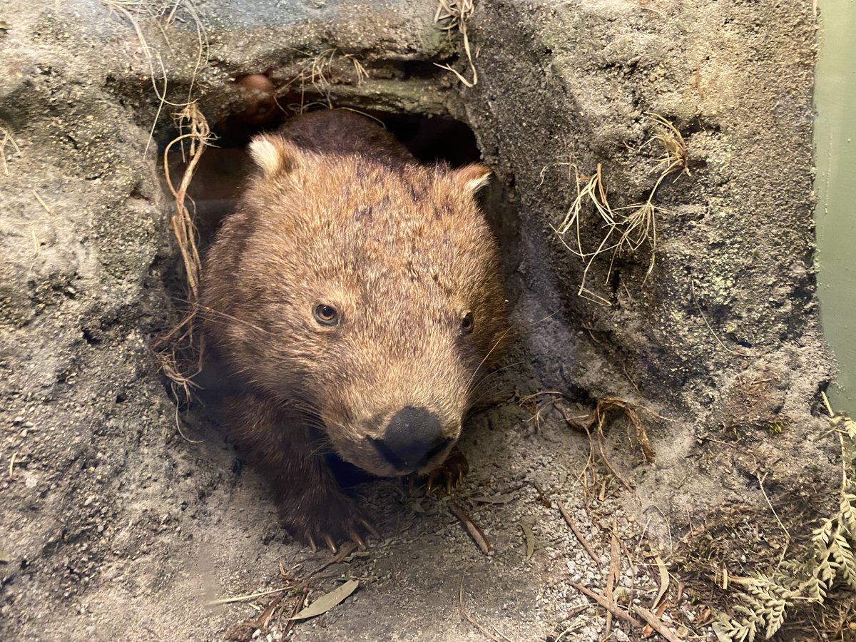 InvertMouse tweet media