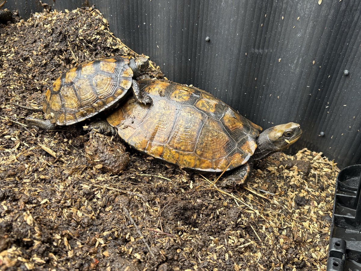 AF_SoRA@ルート tweet media