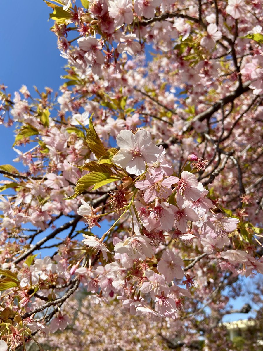 7thnanaji's tweet photo. 桜が咲いてたー、河津桜というらしい
春だね🌸☘️ https://t.co/MZsCyqpFfu