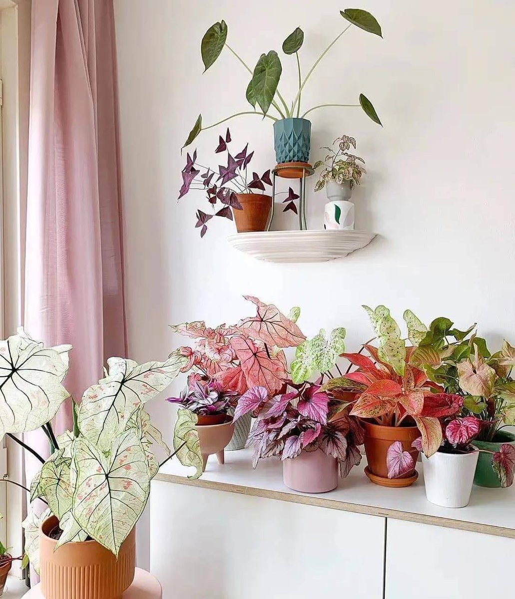 Adem.Menoini tweet media