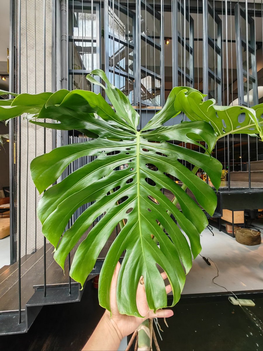 Luiza Nowik tweet media