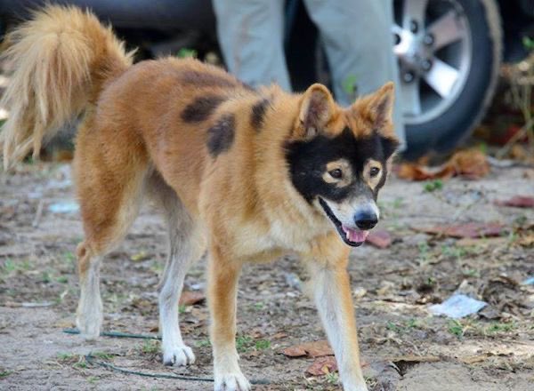 Puppies 🐶 tweet media