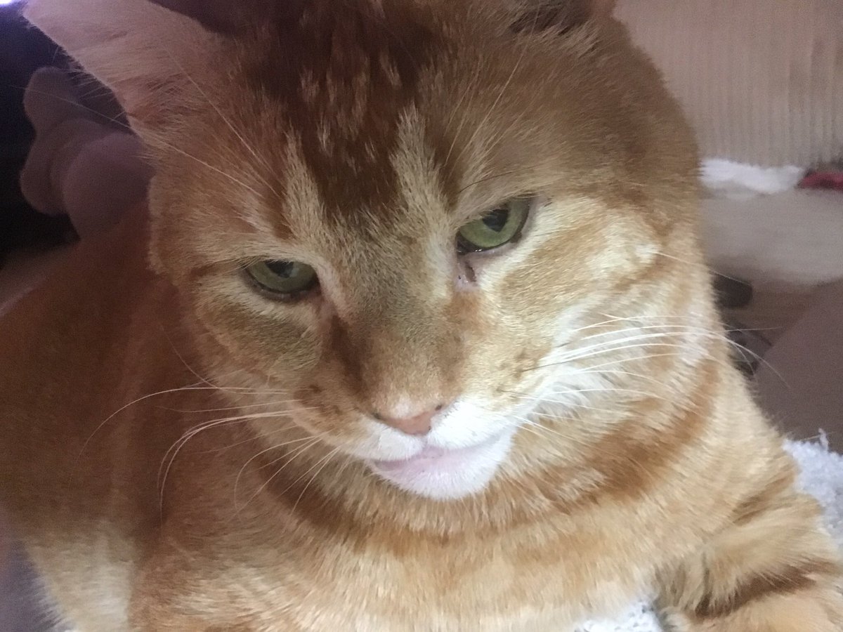 Jacqui Wright & Ollie 🐈 tweet media