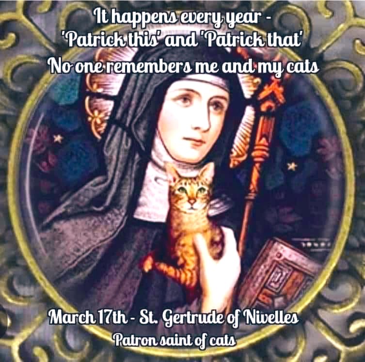 "Mad Cat" Cattis tweet media