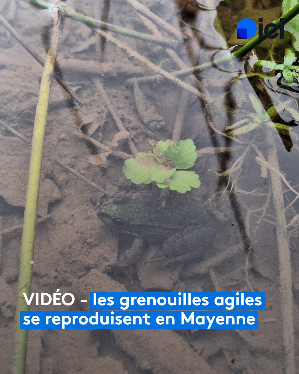 ici Mayenne tweet media