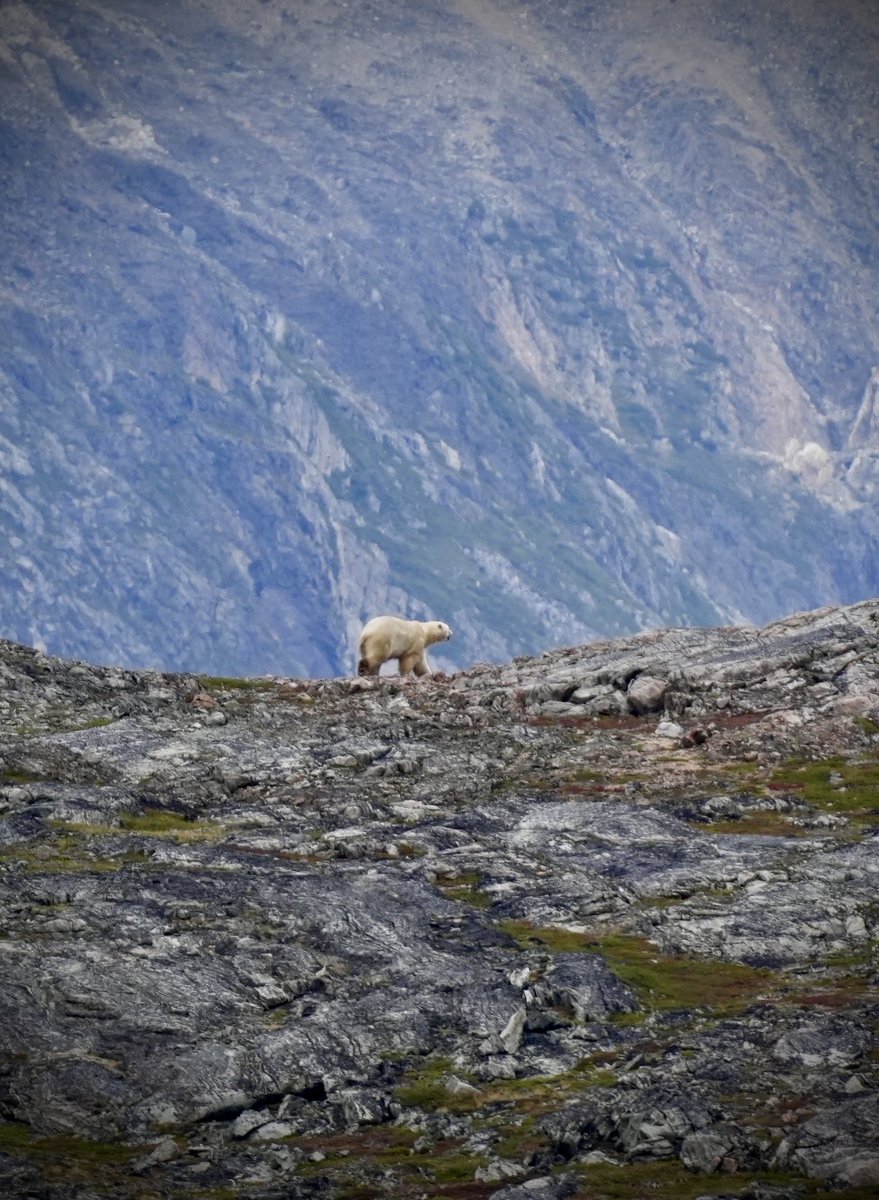 Matthews Wild tweet media