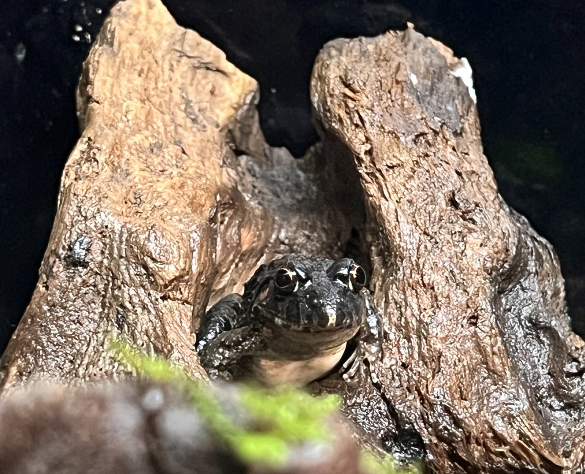 シン・マリホ水族館 tweet media