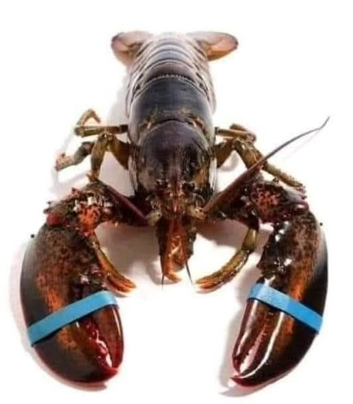 DENİZ_TOPRAK2 tweet media