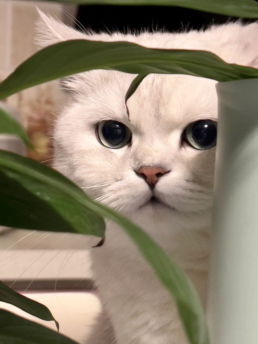 Boris Bogdanov tweet media