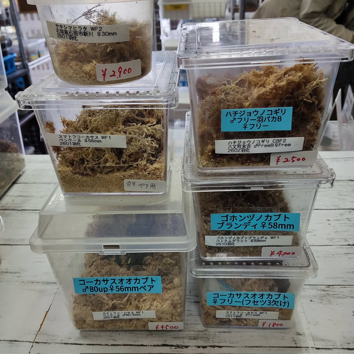 カブクワshopーMKー tweet media