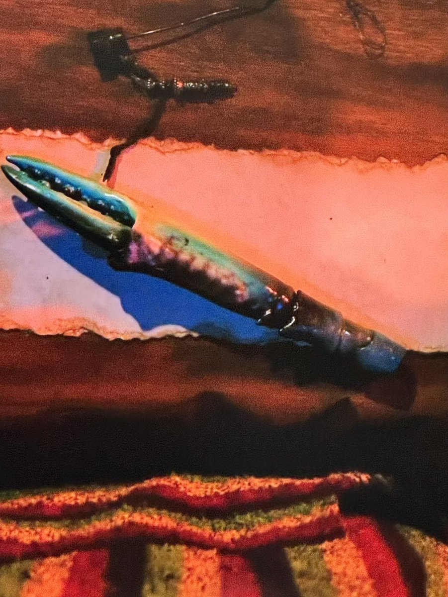 DjaaronknightAk's tweet image. 3 episodes down for S45 and my 3 takes are.
Quitting at first tribal doesn’t bother me like it use to before I played. You do you Hannah.
Brandon half human, half jelly legs. Felt for the guy.
Sabiyah vote out was brutal 🤣 
* bonus take - wtf is the pen! #survivor45 #survivor