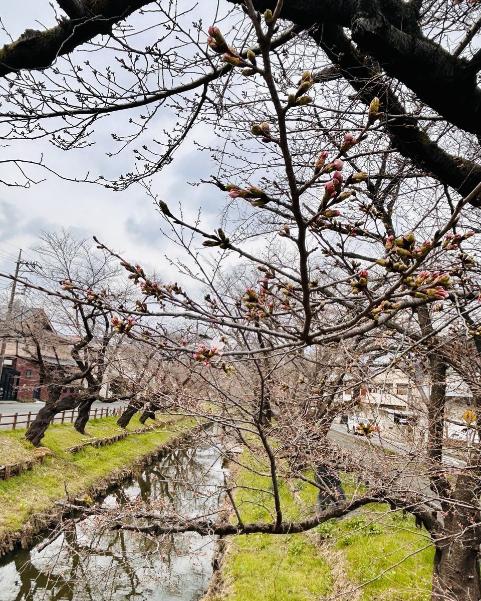 神社裏の誉桜が開花しましたので、毎春恒例の「桜つげ守り」の頒布を
