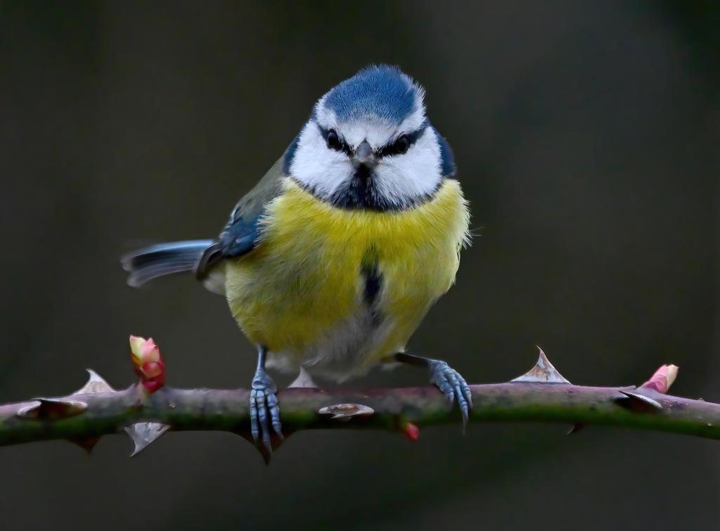 Carl Bovis tweet media