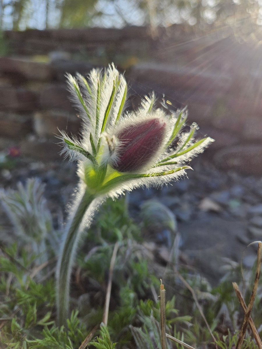 🌿Helen Brown tweet media