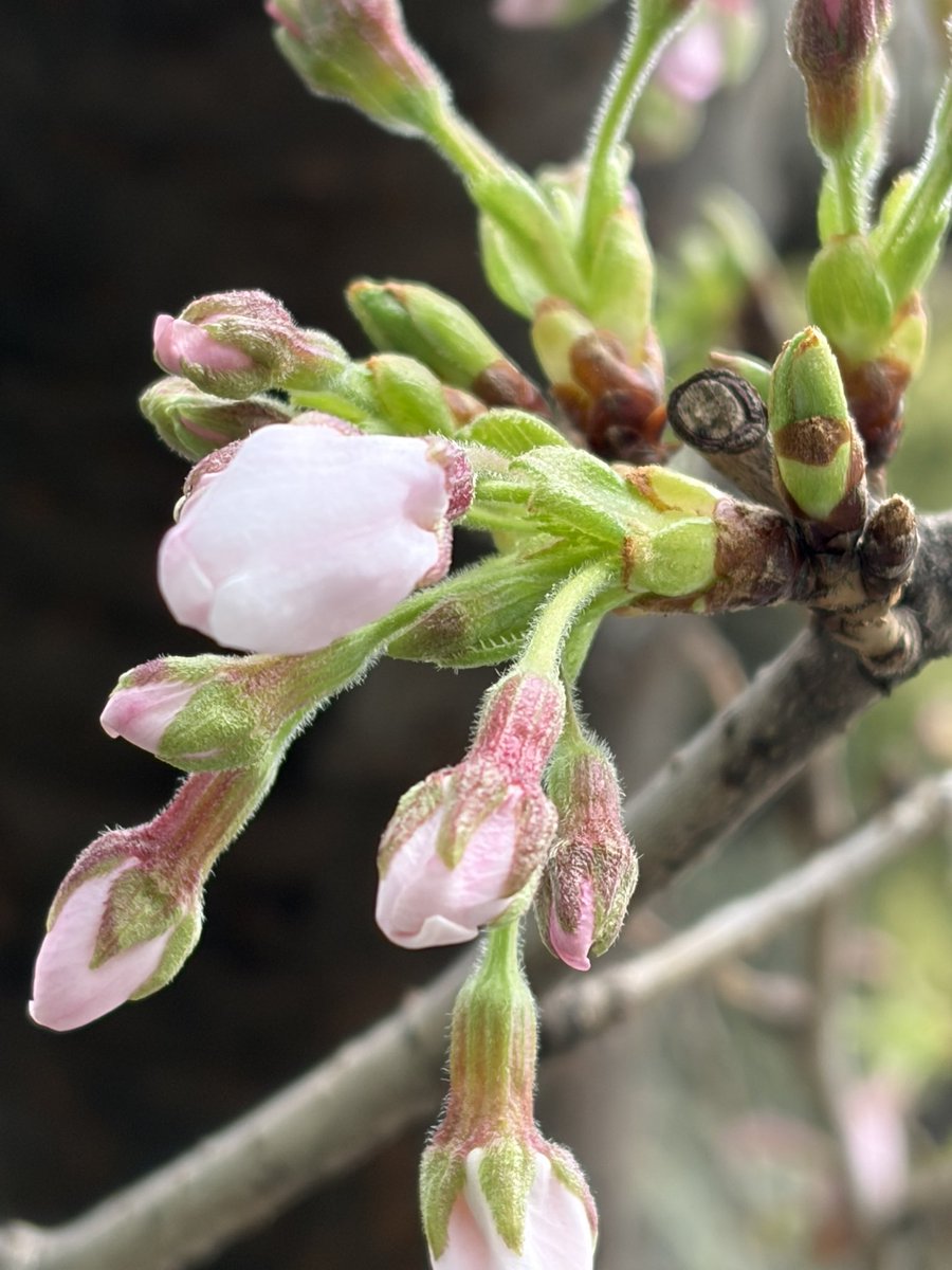 これは「咲いた」ってことでいいかな。でもしばらく天気悪いみたいだからまだまだ開かなくてもいいのよ。
