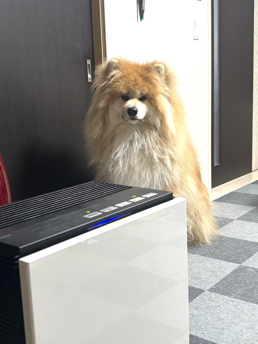 お犬となら何時間でも目を合わせられるんだ 本当に 