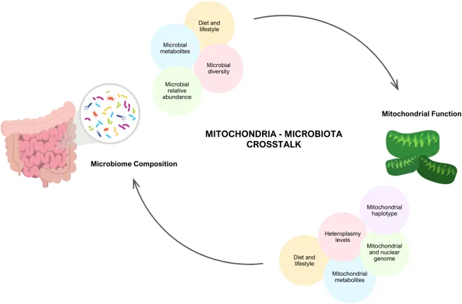 Dr Sam Soete tweet media